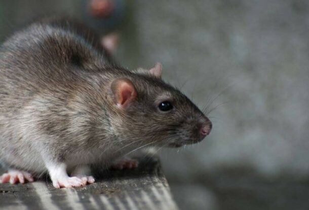 anti-rongeurs tunisie