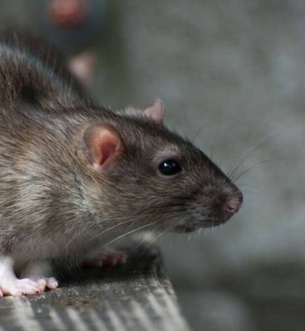 anti-rongeurs tunisie