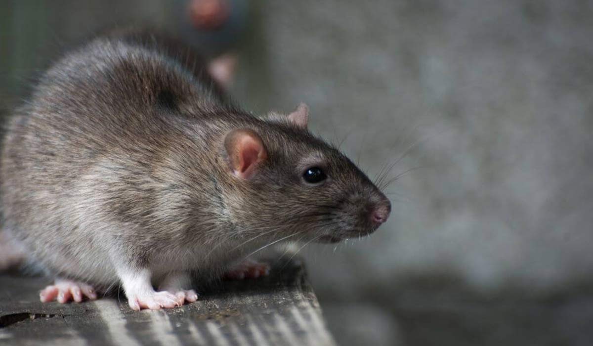 anti-rongeurs tunisie