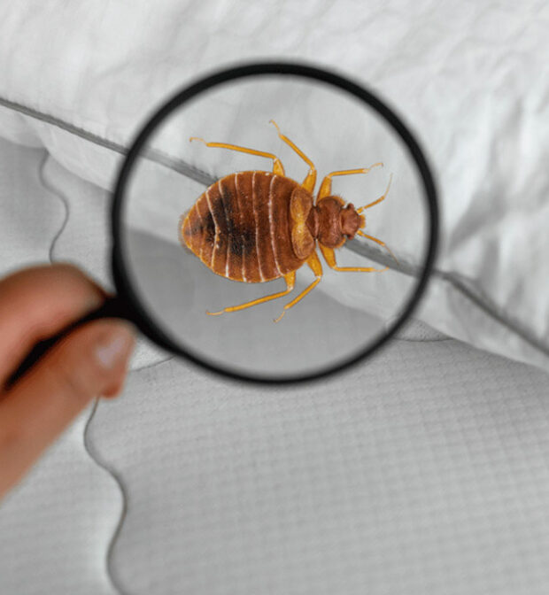 lutte contre punaises de lit tunisie