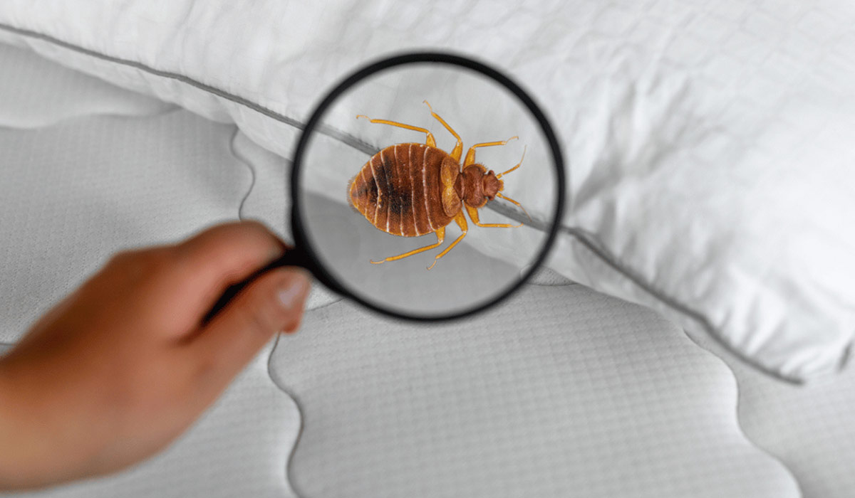 lutte contre punaises de lit tunisie