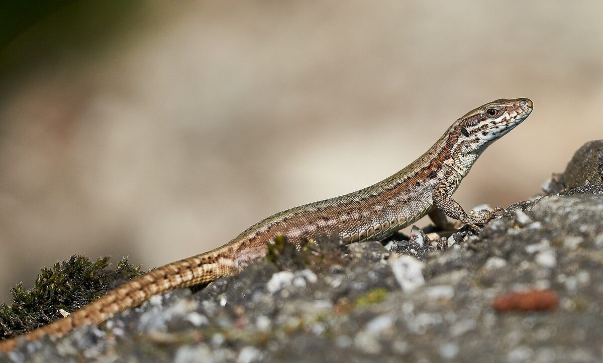 société anti lézards tunisie