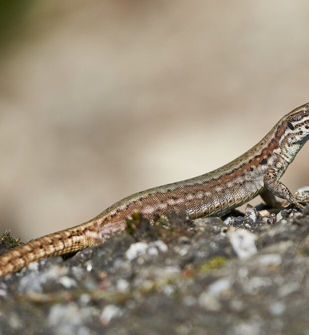 société anti lézards tunisie