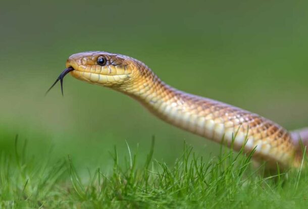 société anti serpent tunisie