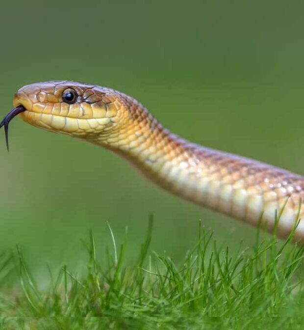 société anti serpent tunisie