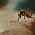 moustiques en Tunisie